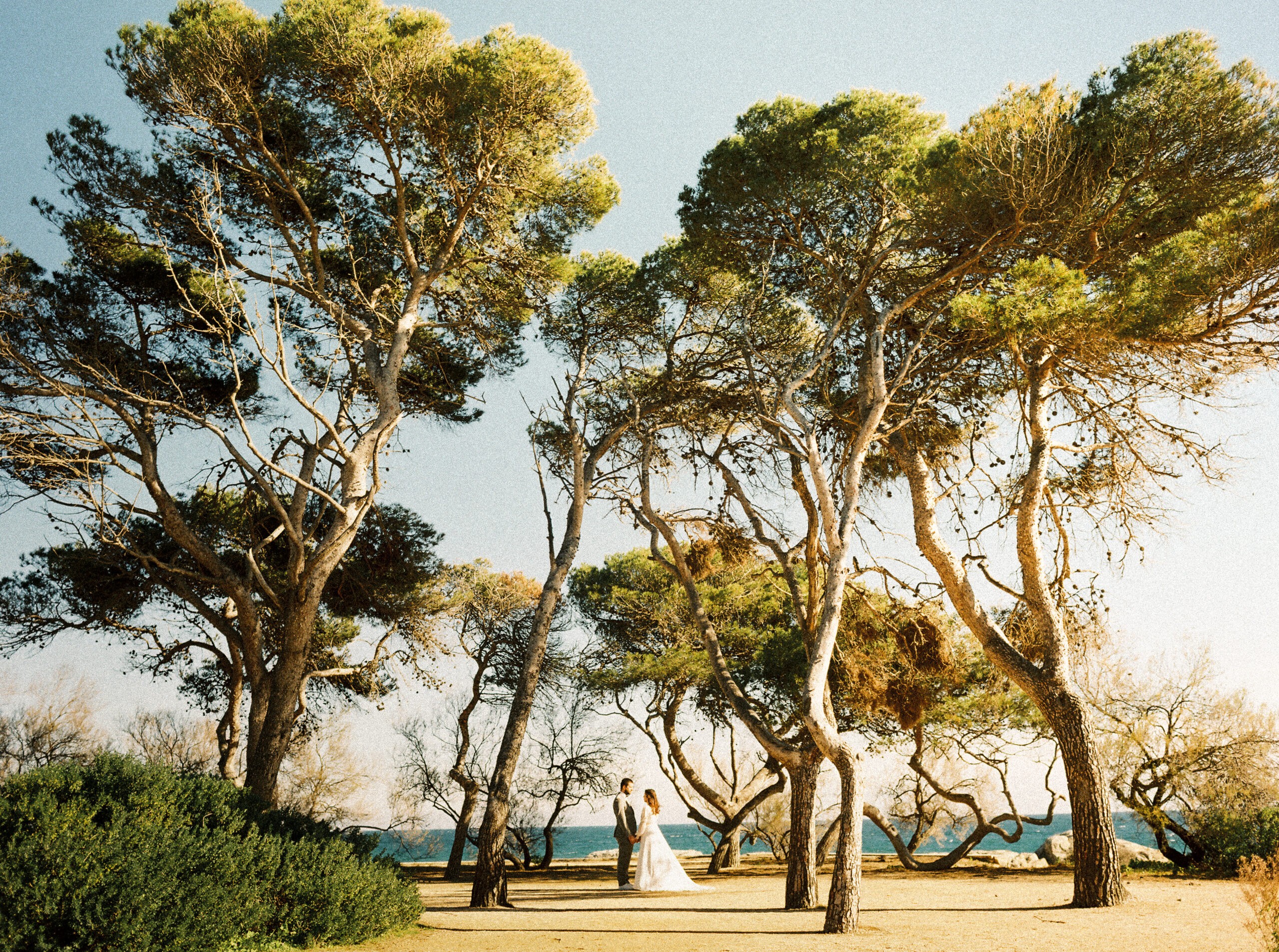 Windswept pine trees on a coastal path with sea glimpsed behind, warm low sun, wedding photography in Catalonia